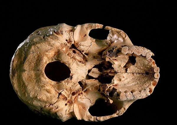 Base of skull 5, Sima de los Huesos