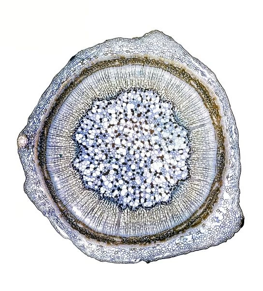 Blackcurrant plant stem, light micrograph