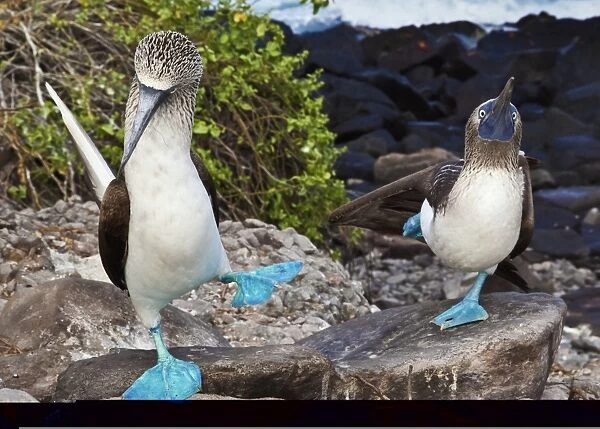 Blue-footed booby courtship display C013  /  7485