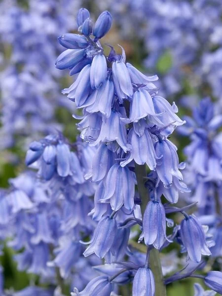 Bluebells (Hyacinthoides hispanica)