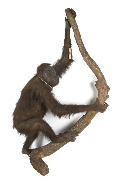 Bornean orangutan C016  /  6111