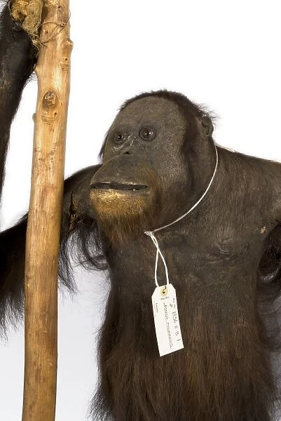 Bornean orangutan C016  /  6223