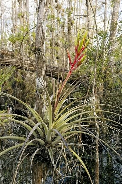 Bromeliad (Tillandsia fasciculata)