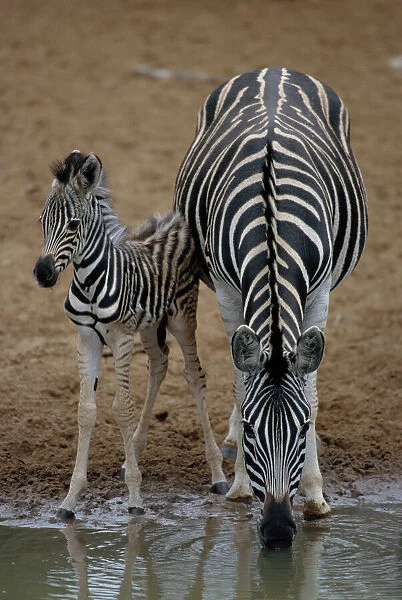 Burchells zebra with foal