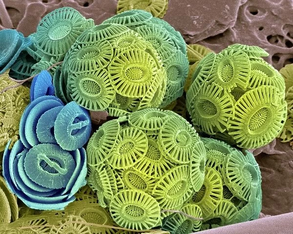 Calcareous phytoplankton, SEM