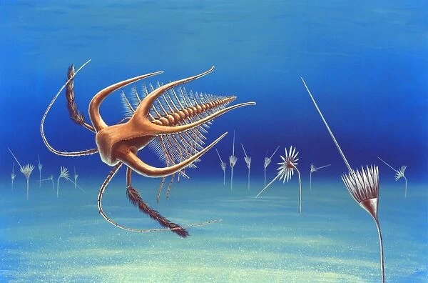 Cambrian invertebrate, artwork