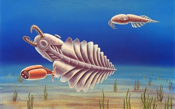 Cambrian invertebrates, artwork