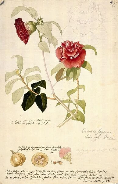 Camellia japonica, 18th century artwork C016  /  5542