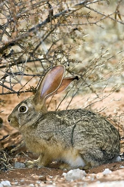 Cape hare (Lepus capensis) sheltering under a bush