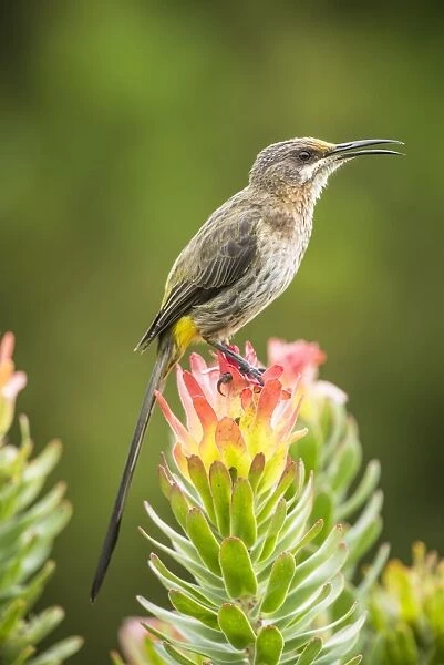 Cape sugarbird on a flower C016  /  4796