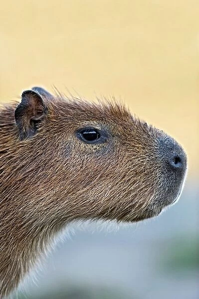 Capybara. Close-up of the head of a capybara (Hydrochoerus hydrochaeris)
