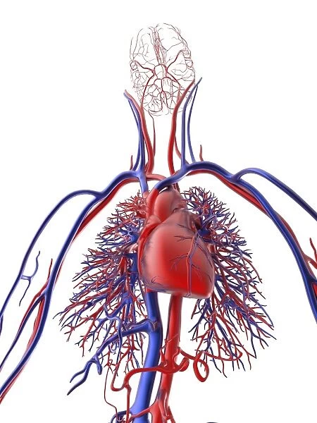 Cardiovascular system, artwork F006  /  4611