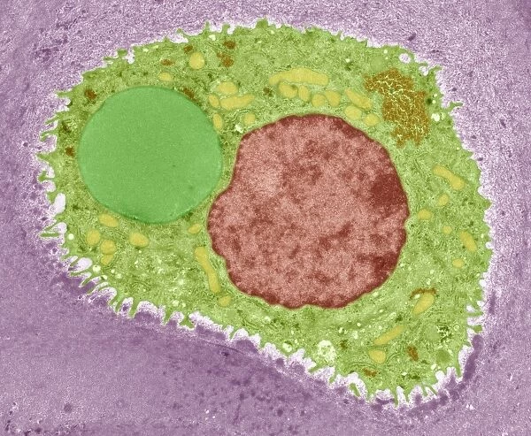 Cartilage cell, TEM C014  /  1434