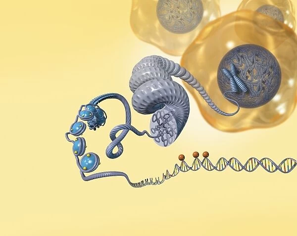 Cellular packaging of DNA, artwork