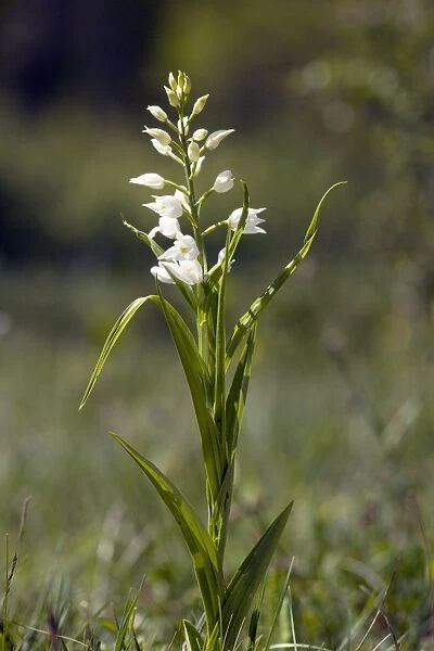 Cephalanthera longifolia in flower