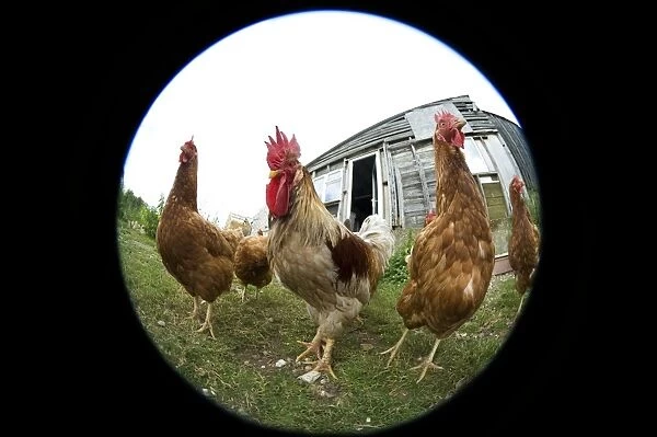Chickens. Fish-eye image of a cockerel and hens outside their coop