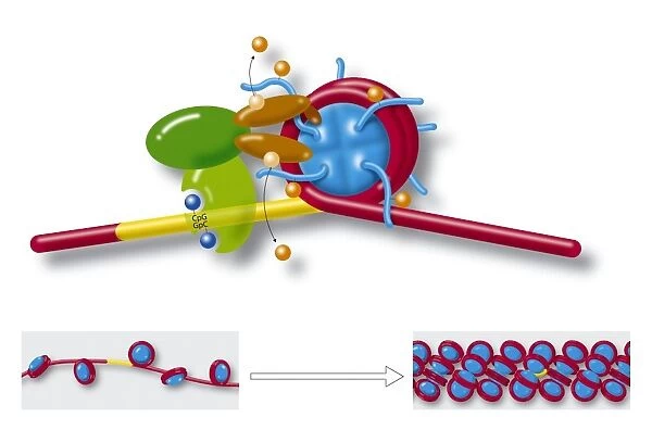Chromatin structure, diagram