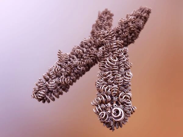 Chromosome of supercoiled DNA, concept C016  /  8433