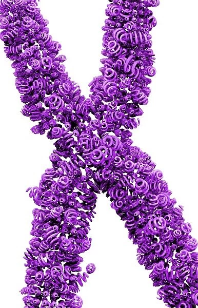 Chromosome of supercoiled DNA, concept C016  /  8434