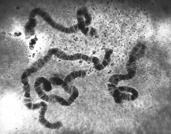 Chromosomes, light micrograph C016  /  6354