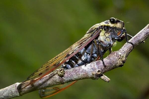 Cicada, Borneo C013  /  4994