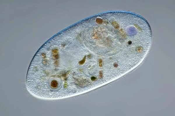Ciliate protozoan, light micrograph C014  /  4676