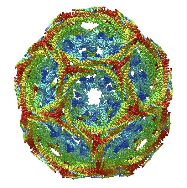 Clathrin lattice, molecular model C015  /  6770