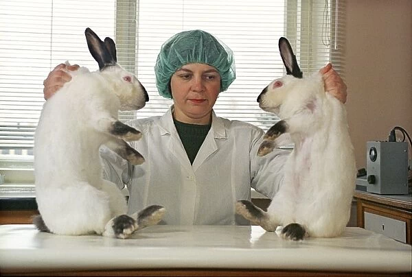 Cloned rabbits
