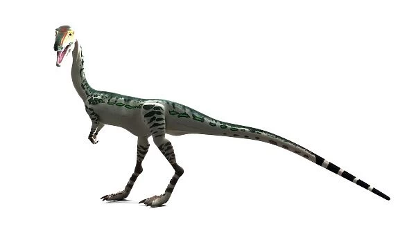 Coelophysis dinosaur, artwork F007  /  6850