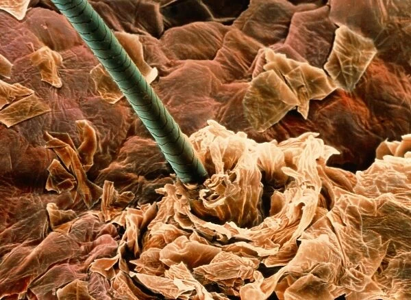 Coloured SEM of a human hair on the skin