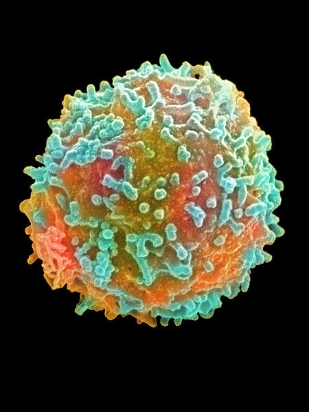 Coloured SEM of a white blood cell (lymphocyte)