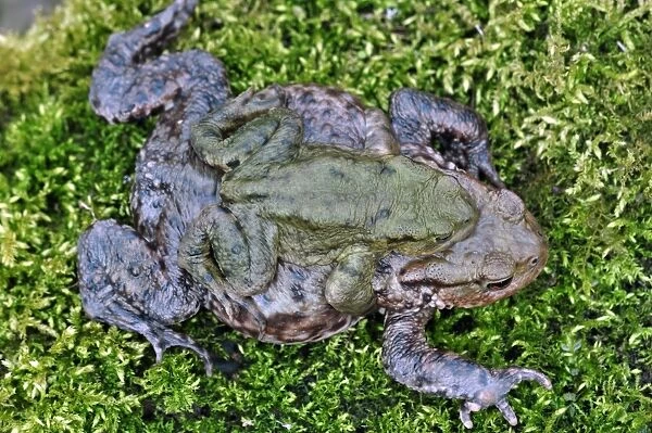 Common toads breeding C017  /  7176