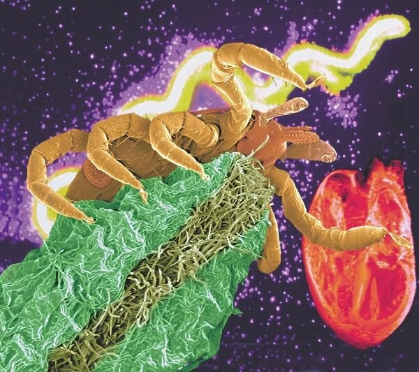 Composite image of a tick and a Borrelia bacterium