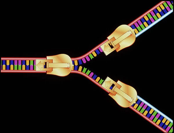Computer artwork of DNA replication