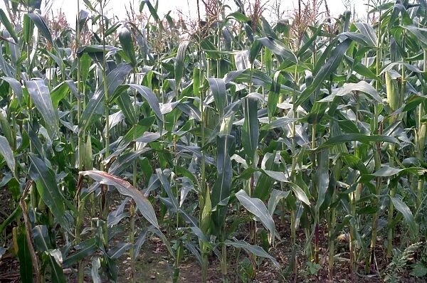 Corn (Zea mays)