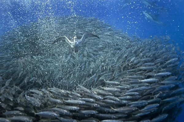 Corys shearwaters hunting mackerel