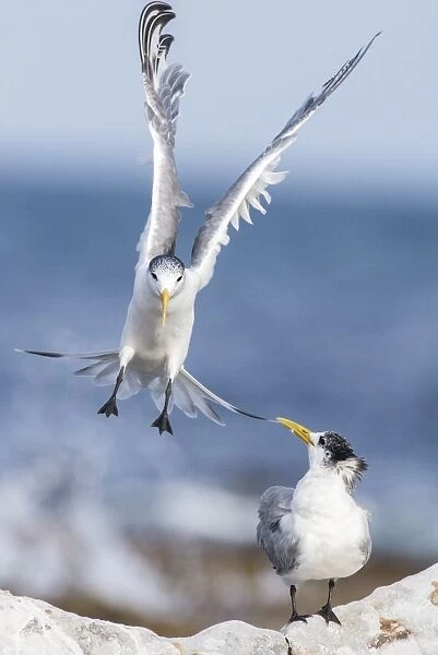 Crested terns C016  /  4797