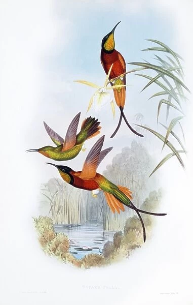Crimson topaz hummingbirds C013  /  6240