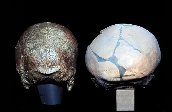 Cro-magnon and Neanderthal skulls C016  /  5938