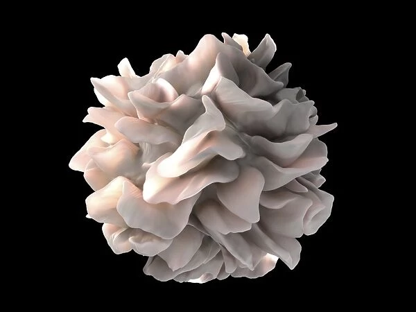 Dendritic cell, SEM C016  /  4763