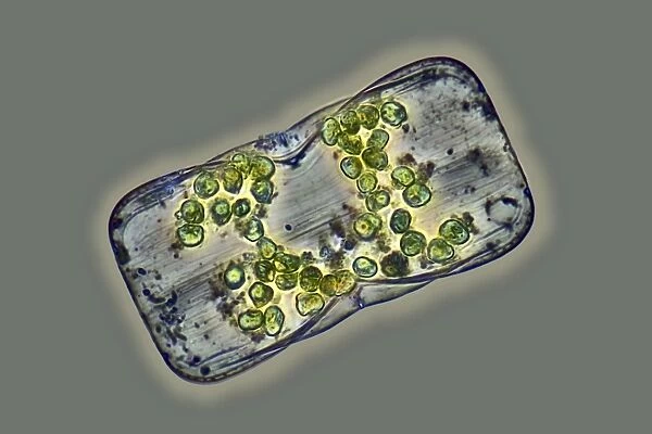 Diatom, light micrograph C016  /  8606