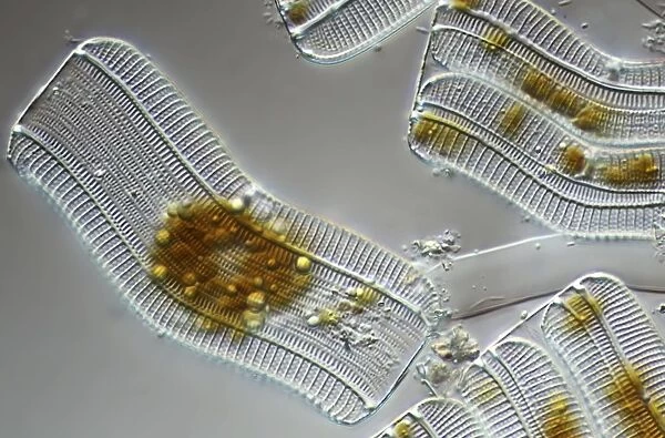 Diatoms, light micrograph C014  /  4668