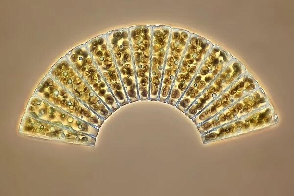 Diatoms, light micrograph C014  /  4675