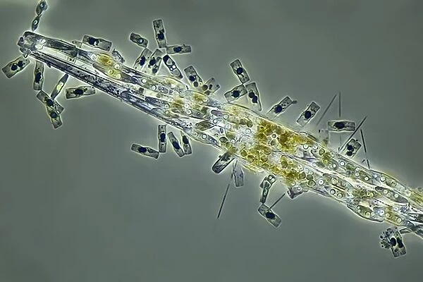 Diatoms, light micrograph C016  /  8600