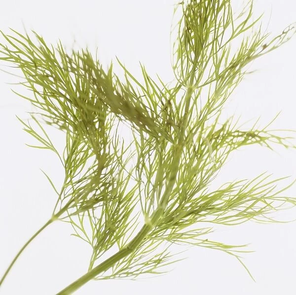 Dill (Anethum graveolens). This herb is used in cooking