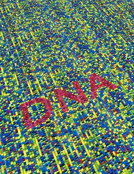 DNA fingerprinting, sequence of bases