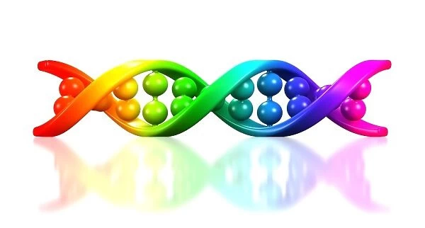 DNA molecule, artwork C013  /  4687