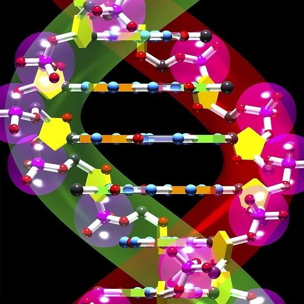 DNA molecule, artwork C016  /  8503