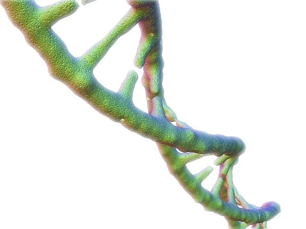 DNA molecule, artwork F007  /  4196