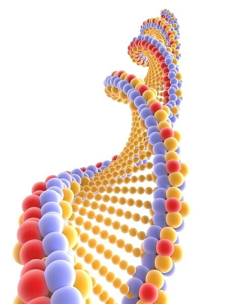 DNA molecule, artwork F008  /  2040